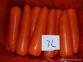 当季鲜胡萝卜 Fresh Carrot 5