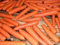 2012胡萝卜 Carrot 2