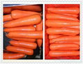 2012胡萝卜 Carrot 3