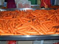 2012胡萝卜 Carrot 4