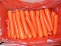 2012胡萝卜 Carrot 5