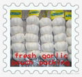 2012中國新鮮大蒜 CHINA FRESH GARLIC 1