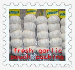 2012中國新鮮大蒜 CHINA FRESH GARLIC