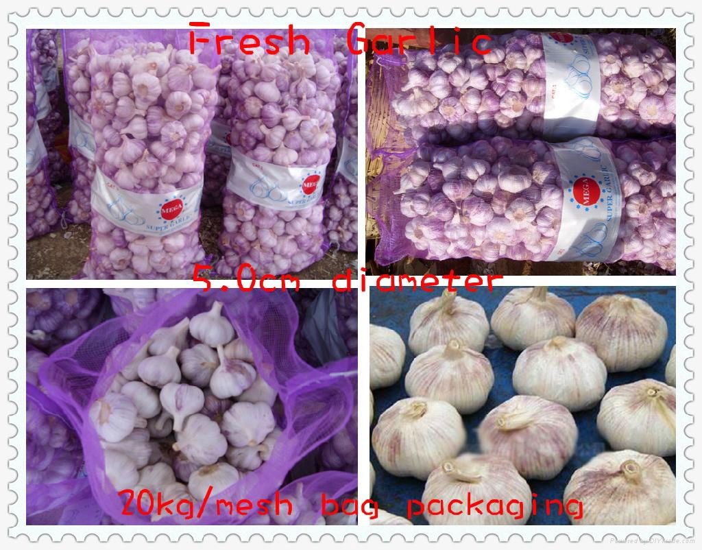 2012中国新鲜大蒜 CHINA FRESH GARLIC 4