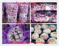 2012中国新鲜大蒜 CHINA FRESH GARLIC 4