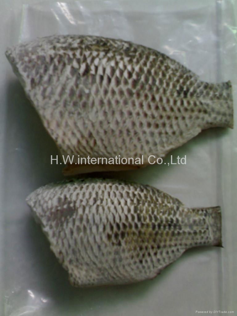 Tilapia 5