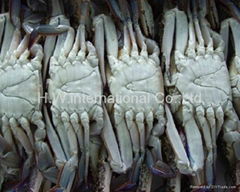 swimming crab