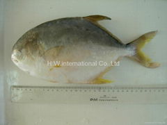 golden pomfret