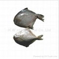 fresh water pomfret