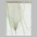 上海旭日梅兰植物夹胶玻璃