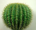 Artificial cactus ball