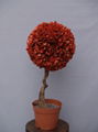 Preserved boxwood ball