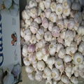 carton garlic 1