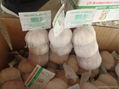 3 pcs net bag garlic packed in carton or