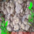 6 7 8 9 pcs net  bag garlic 4