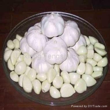 500g net bag garlic 5