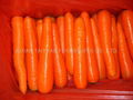 Carrot 1