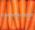 Carrot 2