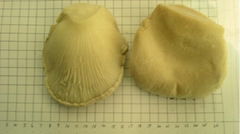 salted White King oyster mushroom