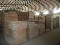 paulownia plywood 5