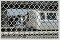  Chain Link Fence 1