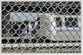 Chain Link Fence