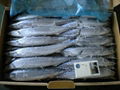 FROZEN PACIFIC SAURY