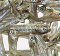 Dried Anchovy 1