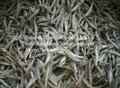 Dried Anchovy 2