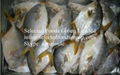 Frozen Golden Pompano