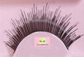 common eyelash 1