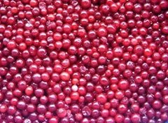 IQF lingonberry or frozen lingonberry or IQF red currant