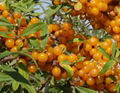 Frozen sea buckthorn or IQF sea