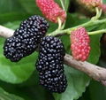 IQF mulberry or frozen mulberry