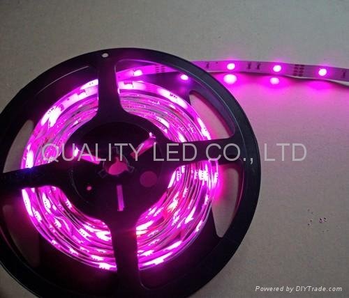 5050SMD Flexible LED Strip Light 3
