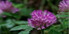 Red Clover extract