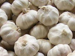 Garlic extract