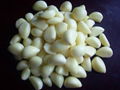 Garlic extract 2