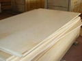 POPLAR PLYWOOD