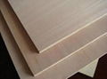 POPLAR PLYWOOD 3