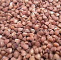 Roasted buckwheat