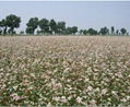 hulled buckwheat kernels  factory 2012 new crop  4