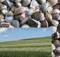 hulled buckwheat kernels  factory 2012 new crop  5