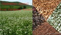 chinese buckwheat kernel factory    2012 2