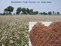 chinese buckwheat kernel factory    2012 4