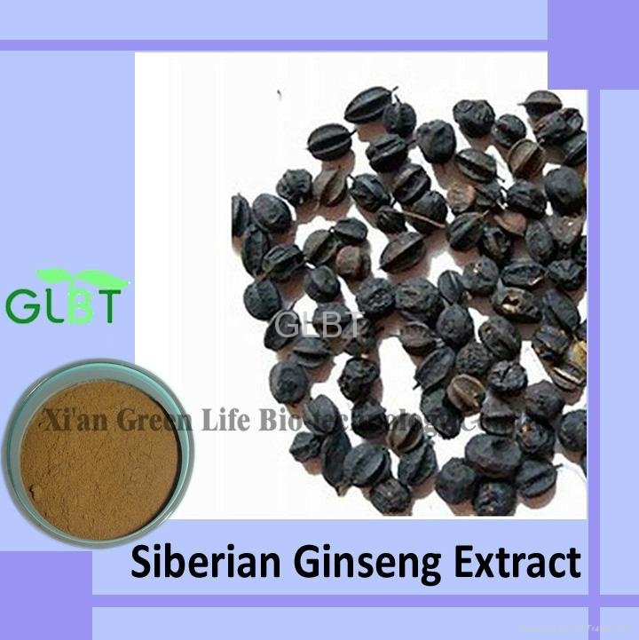 Siberian Ginseng Extract  2