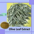 Olive Leaf Extract 