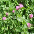 red clover extract 3