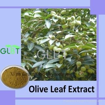 Olive Leaf Extract  3