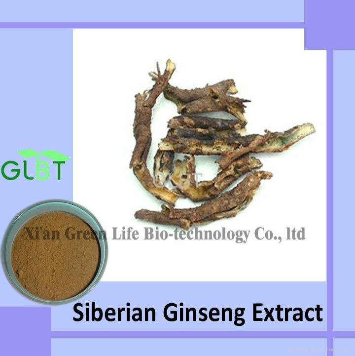 Siberian Ginseng Extract  3